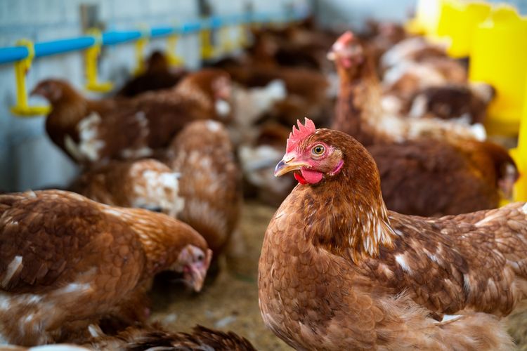 Peternakan Ayam