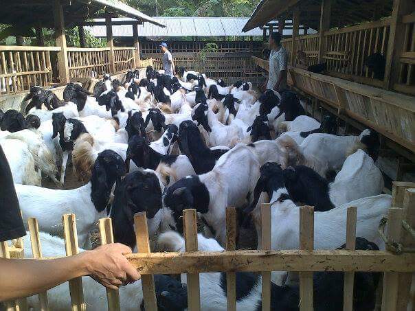 Ternak Kambing