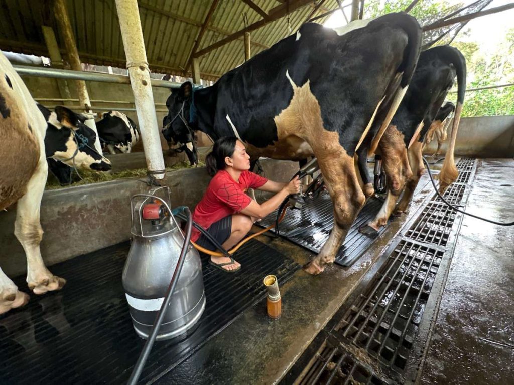 Sapi Perah