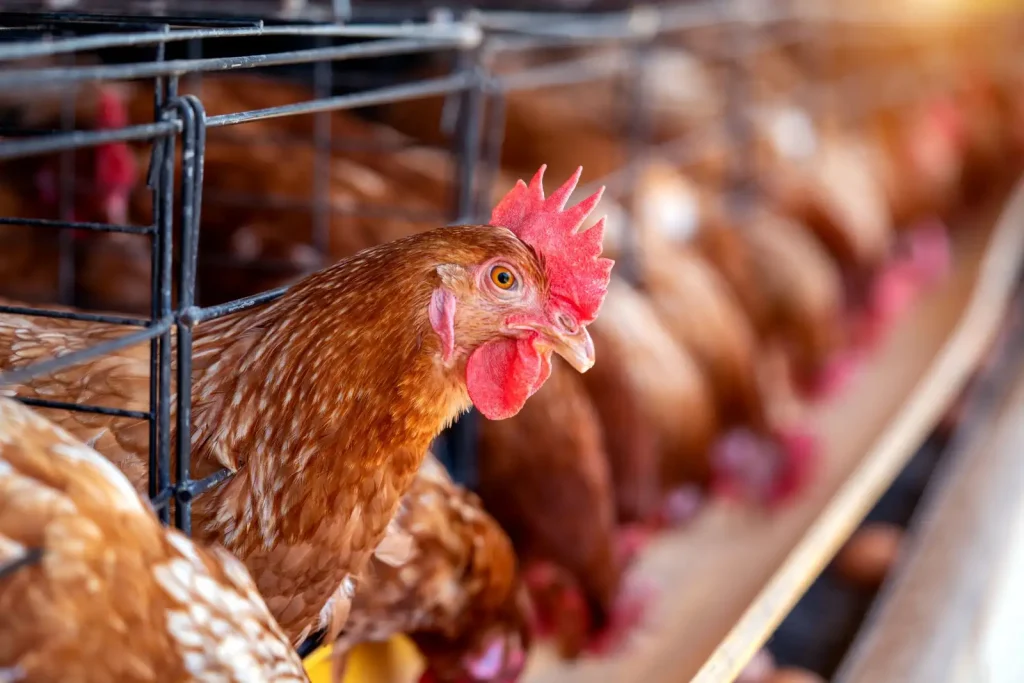 Strategi Peternakan Ayam Organik di Indonesia untuk Pasar Lokal dan Ekspor