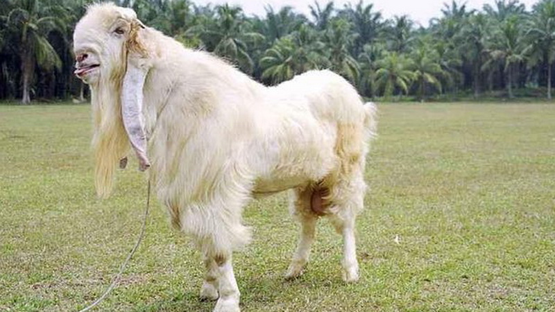 Beternak Kambing Etawa di Yogyakarta untuk Pemula