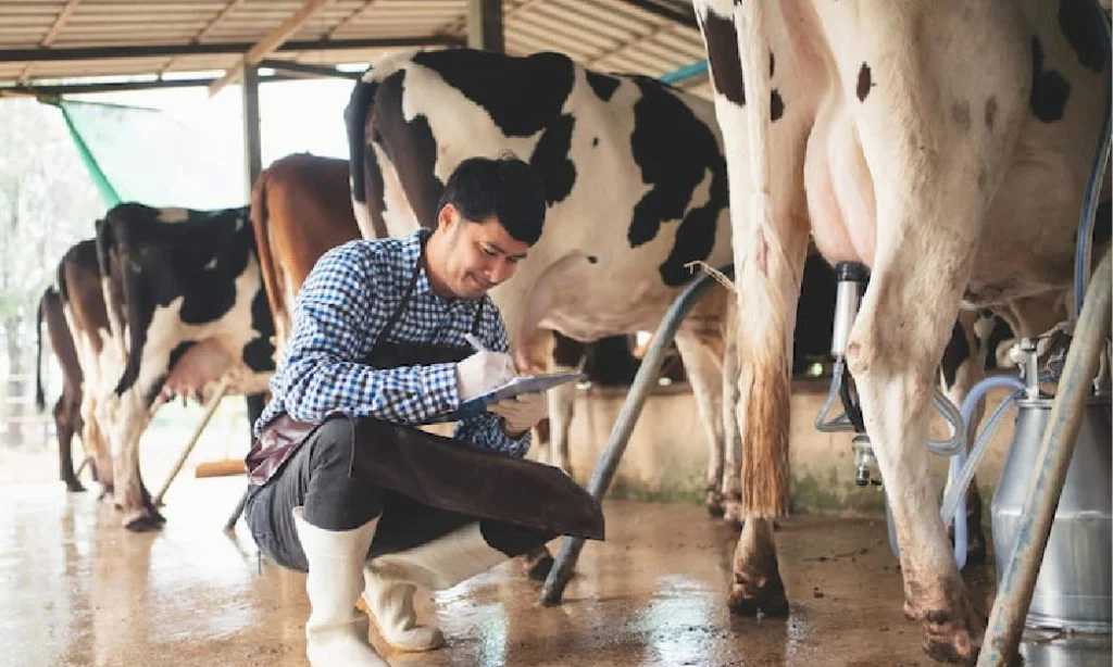Teknik Modern Beternak Sapi Perah agar Produksi Susu Maksimal
