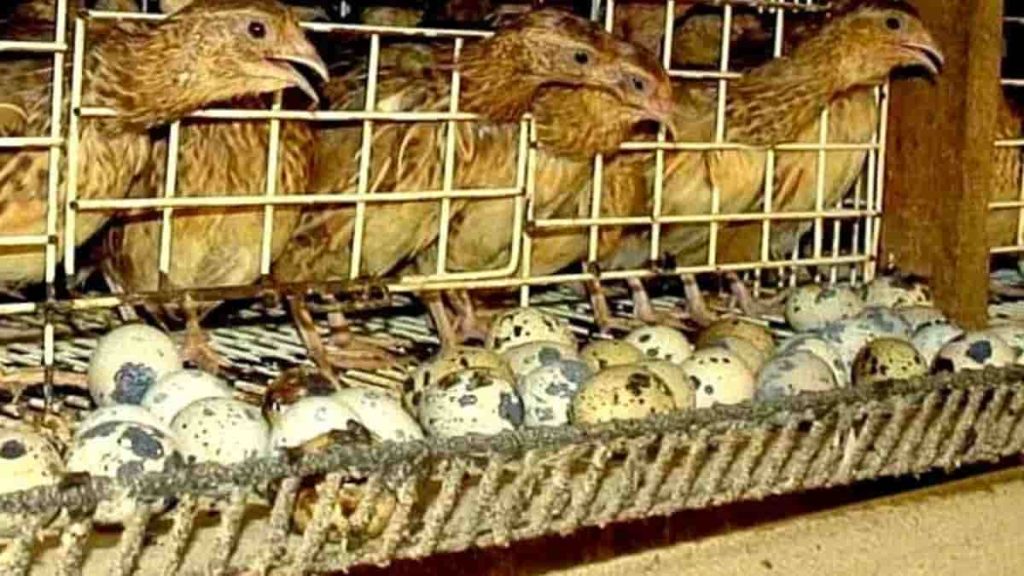 Peternakan Burung Puyuh