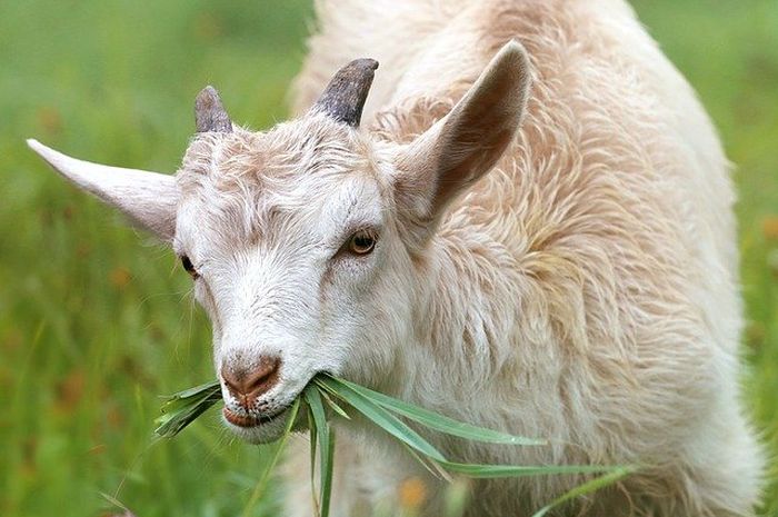 Kambing Cepat Gemuk